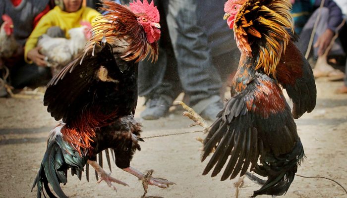 Grave retroceso legalizar peleas de gallos, acusa organización animalista del sur de Veracruz