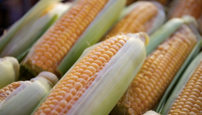 Canadá se suma a Estados Unidos en la disputa contra México por el maíz transgénico