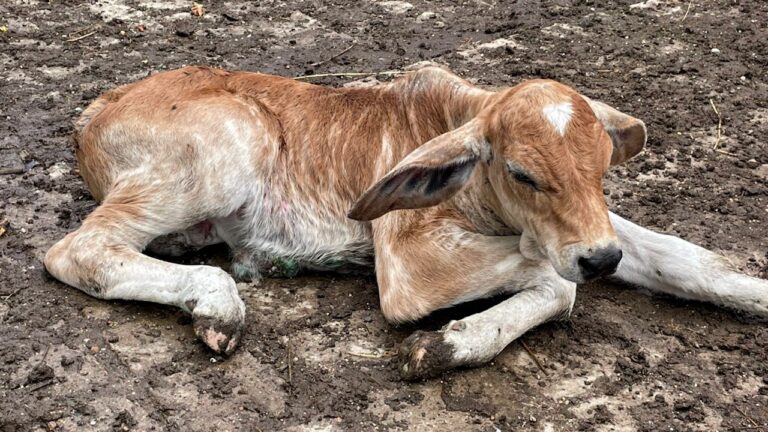 WhatsApp Image 2025-07-17 at 21.52.46