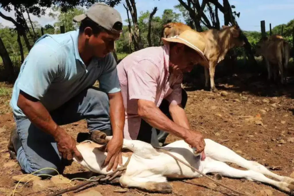 el-gusano-barrenador-puede-amenazar-severamente-a-la-industria-de-ganado-del-pais_MASTER
