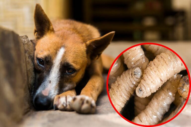 West Papua, Indonesi