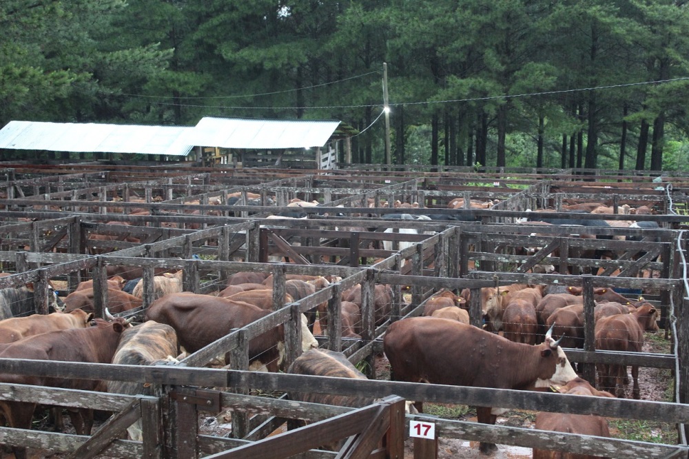 remate-bovino-en-Misiones-24-10-2021