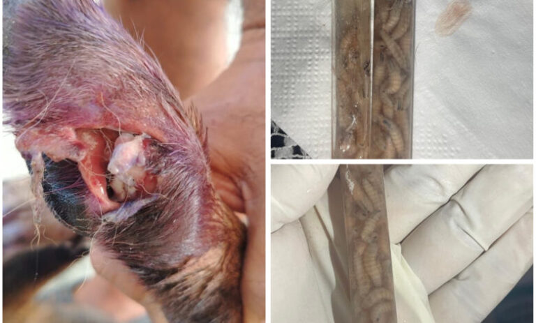 PERRO GUSANO BARRENADOR