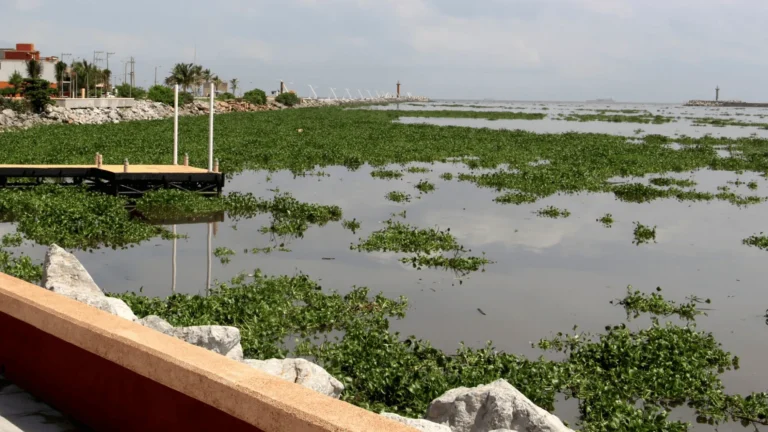 RIO COATZACOALCOS NIVEL - DI