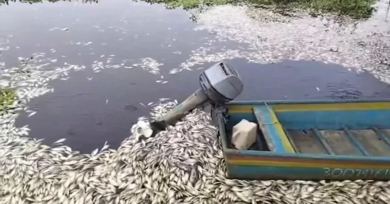 MORTANDAD PECES PAPALOAPAN
